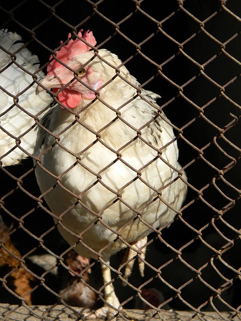 对阵恩波利 对阵恩波利
